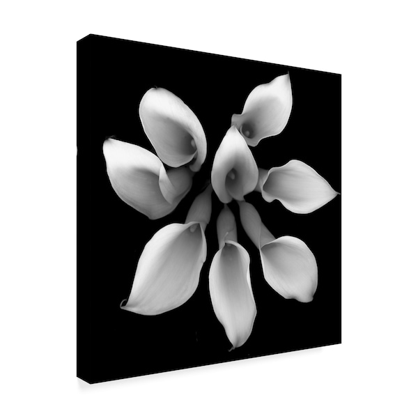 Susan S. Barmon 'Crystal Blush Calla 2 Black And White' Canvas Art,35x35